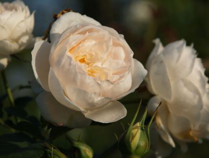 ローズマリー バラの写真館 バラの美術館 Roseum バラ専門web写真美術館