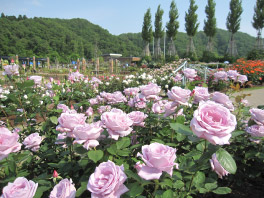 越後丘陵公園