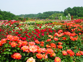 花フェスタ記念公園