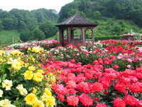 花フェスタ記念公園